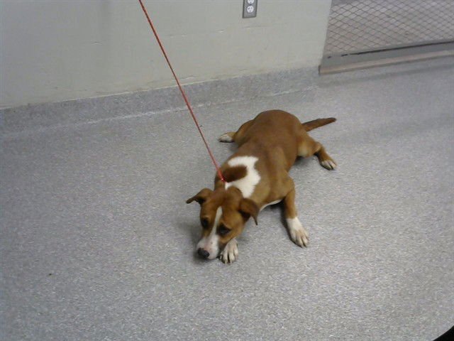 COLT - Labrador Retriever available for adoption