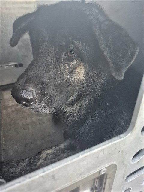 A187784 - German Shepherd Dog available for adoption