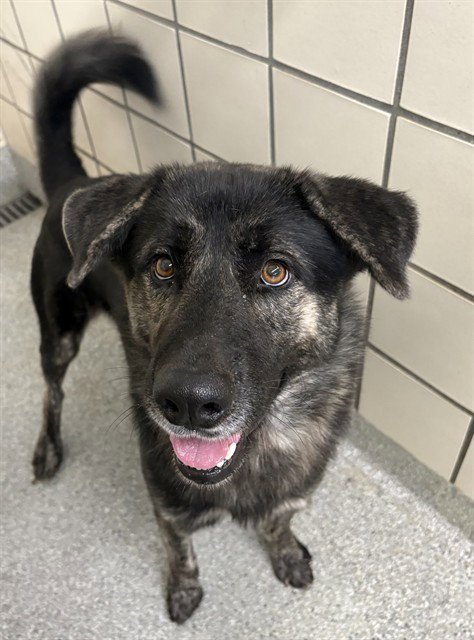 A187784 - German Shepherd Dog available for adoption