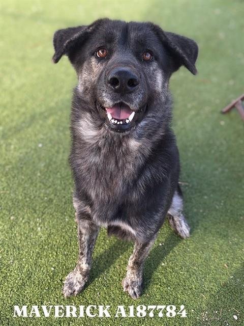 MAVERICK - German Shepherd Dog available for adoption