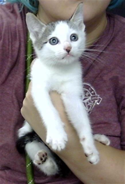 A189002 - Domestic Short Hair available for adoption