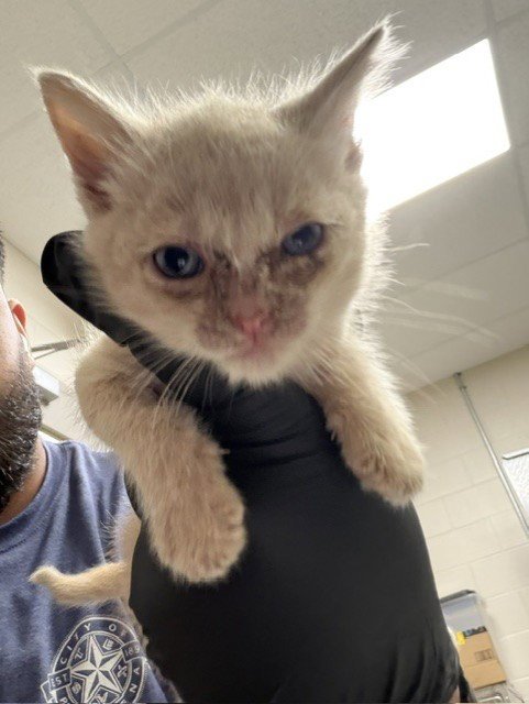 A186495 - Domestic Short Hair available for adoption