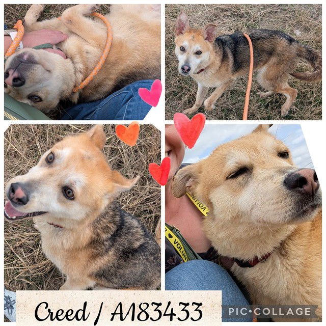 CREED - Siberian Husky available for adoption