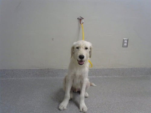 A186789 - Labrador Retriever / Schnauzer available for adoption