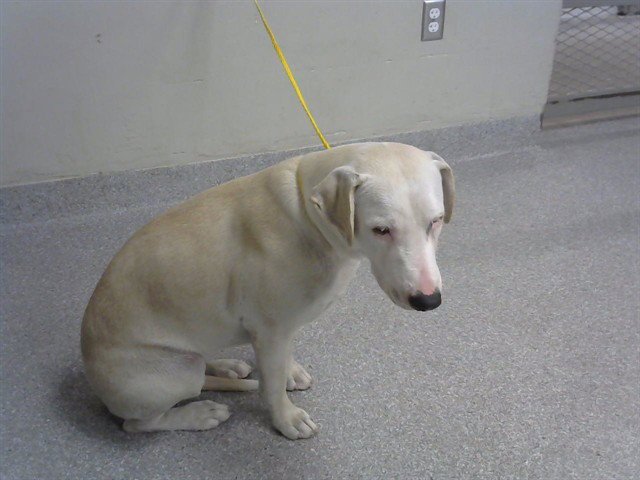 BELLA Image