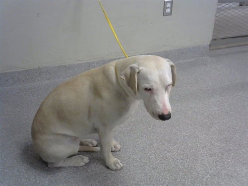 BELLA - American Pit Bull Terrier available for adoption