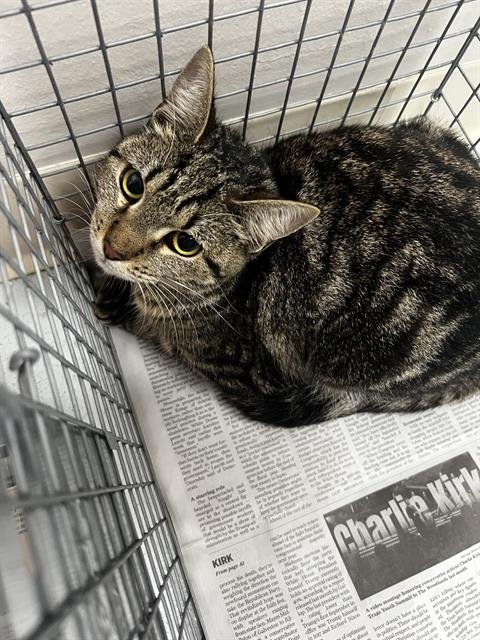 SAGE-LEAH - Domestic Short Hair available for adoption