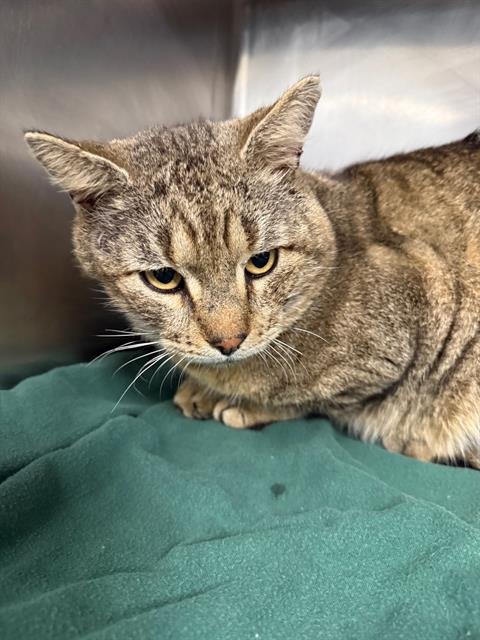 MEATLOAF - Domestic Short Hair available for adoption