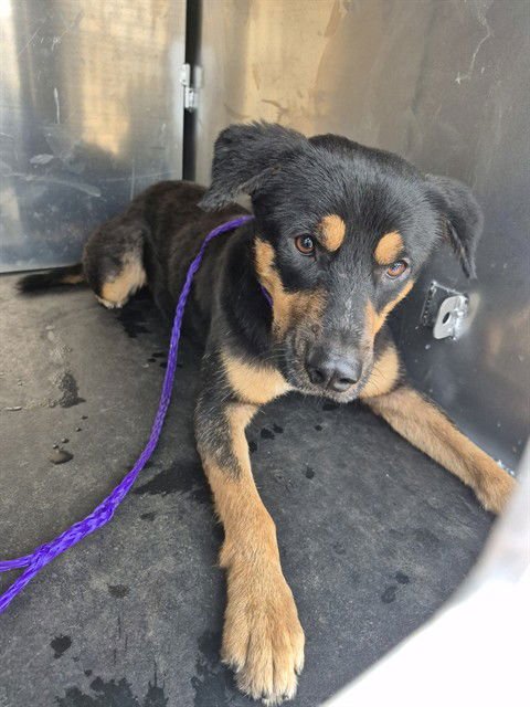 TUCKER - Rottweiler available for adoption