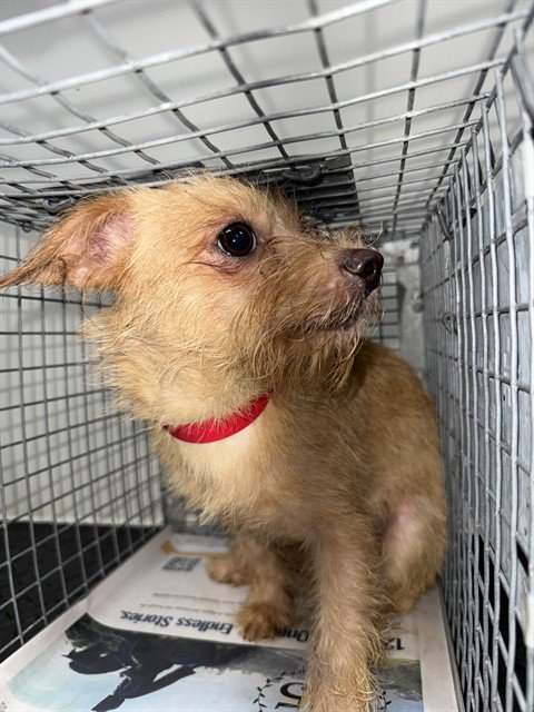 BABY BOY - Rat Terrier available for adoption