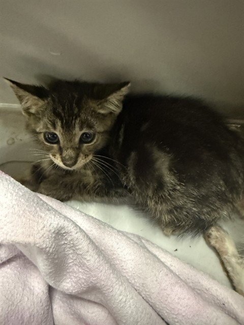 A186527 - Domestic Short Hair available for adoption