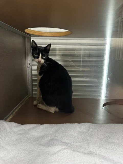 SAM - Domestic Short Hair for adoption in Pasadena