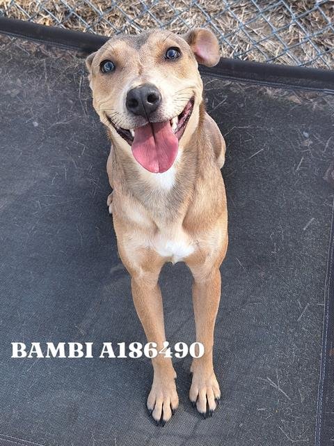 BAMBI - American Pit Bull Terrier available for adoption