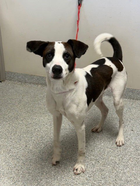 CAPER - Labrador Retriever available for adoption