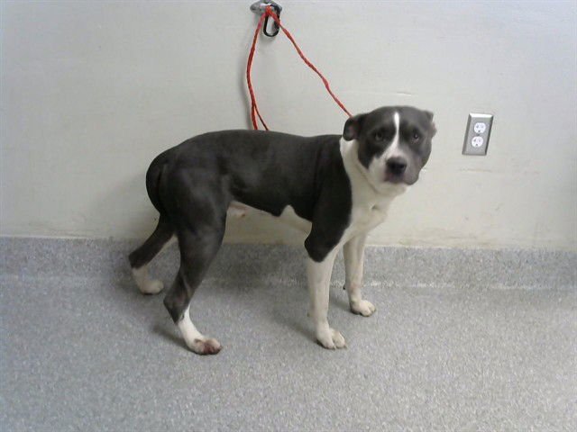 HOMER - American Pit Bull Terrier available for adoption