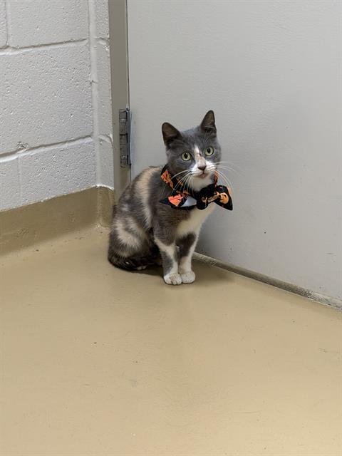 AURORA - Domestic Short Hair available for adoption