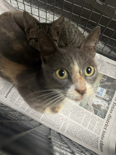 AURORA - Domestic Short Hair available for adoption