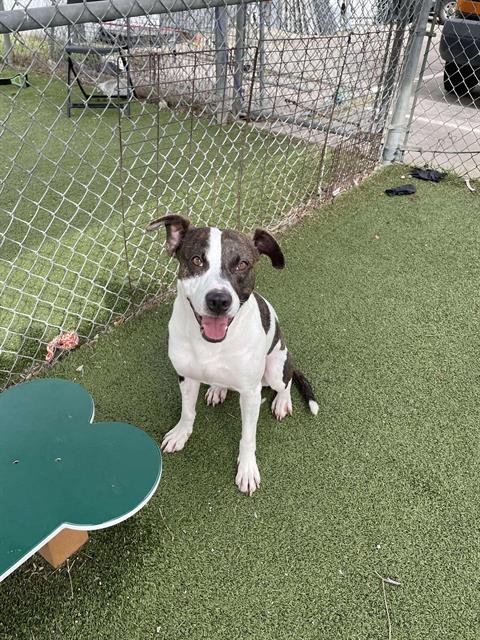 PETEY - Pointer for adoption in Pasadena
