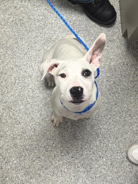 CRICKET - Dalmatian / American Pit Bull Terrier available for adoption