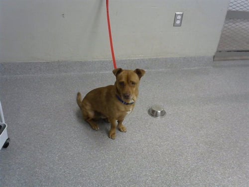 A187313 - Chihuahua available for adoption