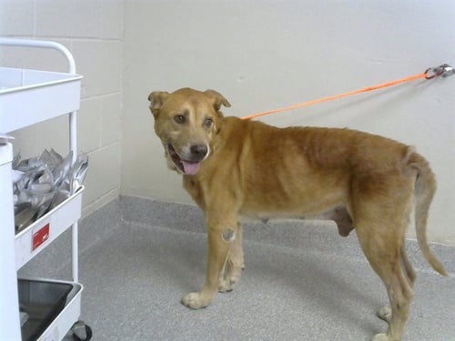 ANDY - Labrador Retriever available for adoption