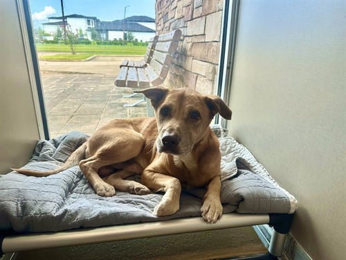 ANDY - Labrador Retriever available for adoption