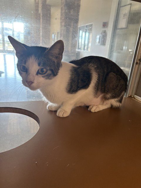 RAVEN - Domestic Short Hair available for adoption