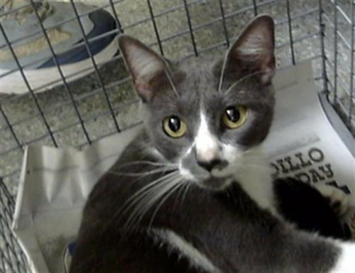 A186174 - Domestic Short Hair available for adoption