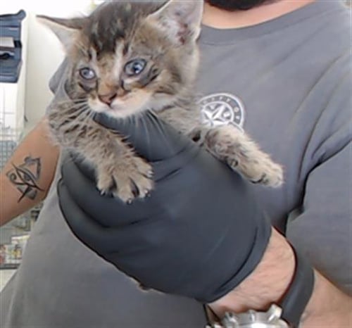 A184966 - Domestic Short Hair available for adoption