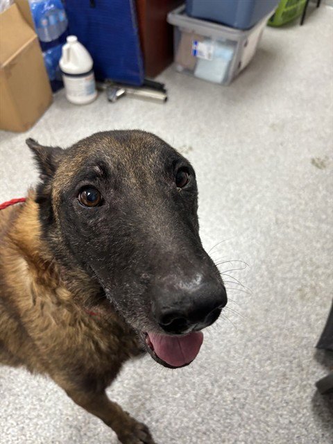 A186413 - Belgian Shepherd Malinois available for adoption