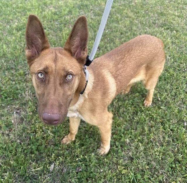 FOXY - German Shepherd Dog available for adoption