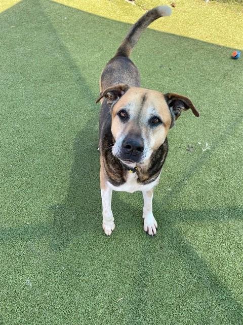 BRIAN - Labrador Retriever available for adoption