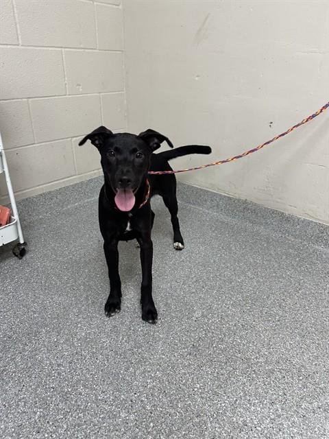 BUBBLES - Labrador Retriever available for adoption