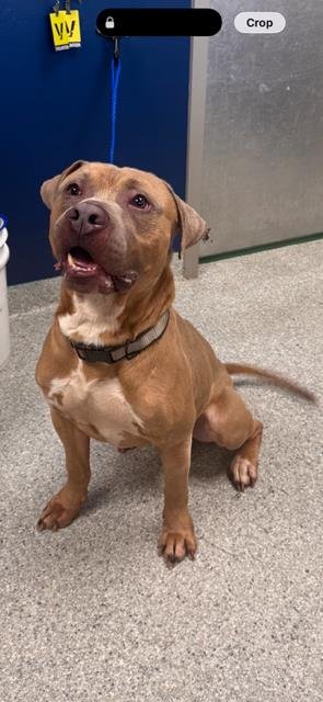 GEORGIE - American Pit Bull Terrier available for adoption