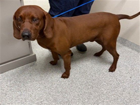 COOPER - Redbone Coonhound available for adoption