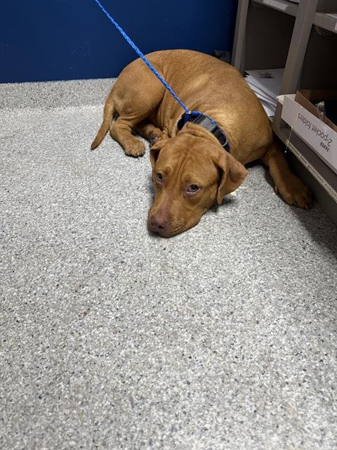 A187338 - American Pit Bull Terrier available for adoption