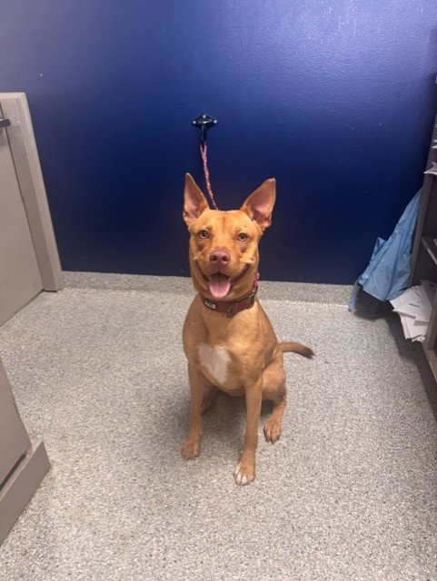A186857 - Labrador Retriever available for adoption