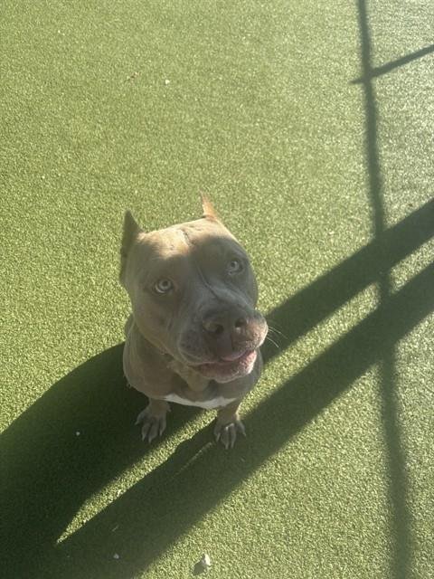 THUMPER - American Pit Bull Terrier available for adoption