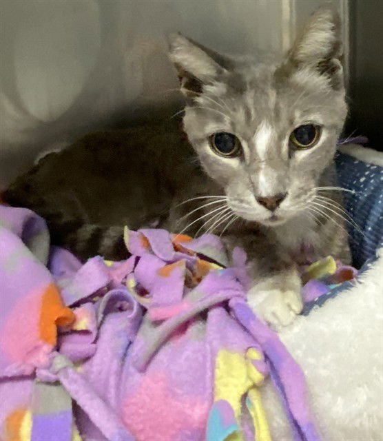 MOUSE - Domestic Short Hair available for adoption