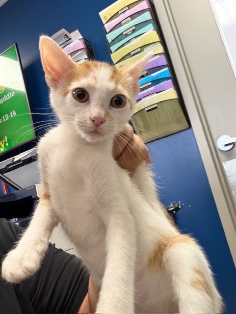 A188087 - Domestic Short Hair available for adoption