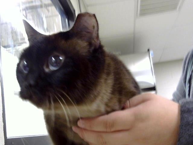 SAGWA - Siamese available for adoption