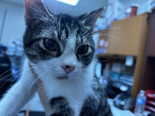 CANNOLI - Domestic Short Hair available for adoption