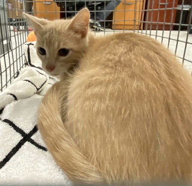 BUTTERS - Domestic Short Hair available for adoption