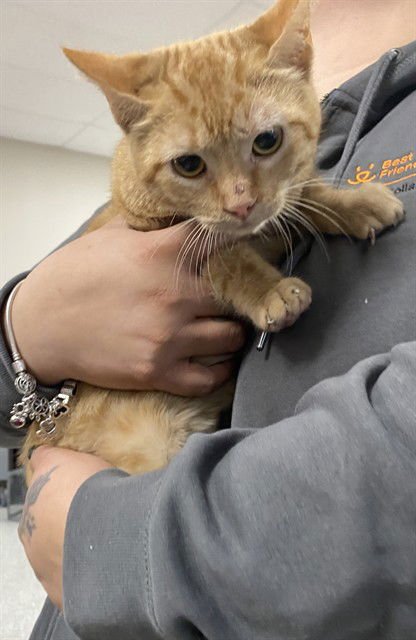 PUMPKIN - Domestic Short Hair available for adoption