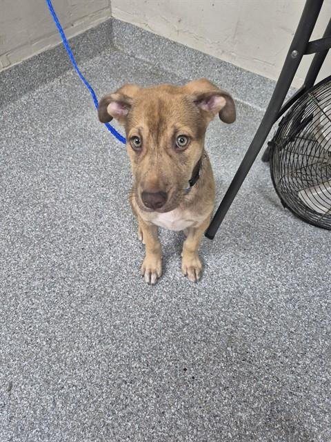 A182829 - American Pit Bull Terrier available for adoption