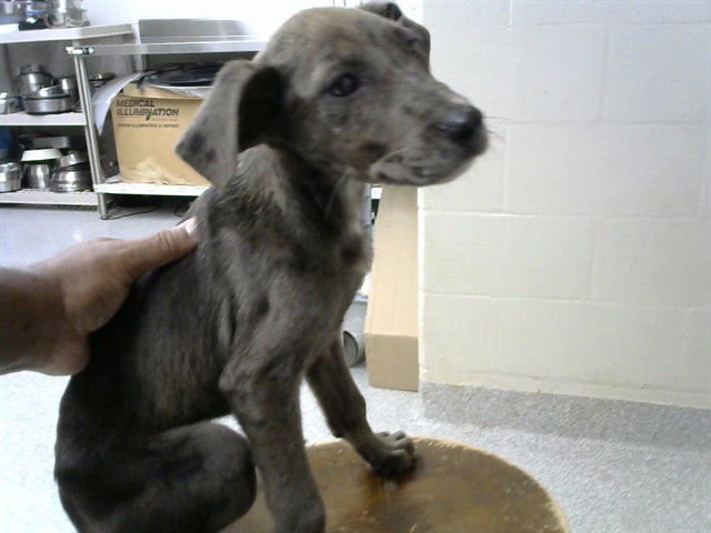 A182820 - Labrador Retriever available for adoption