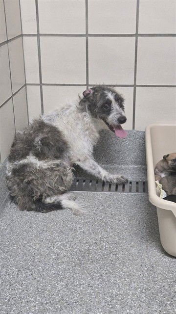 A182652 - Cairn Terrier available for adoption