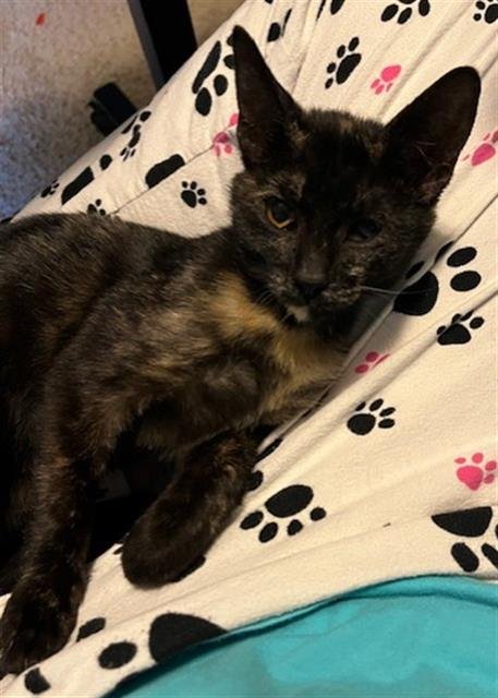 SPINDLE - Domestic Short Hair available for adoption