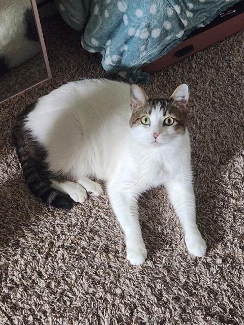 LUKE - Domestic Short Hair for adoption in Pearland
