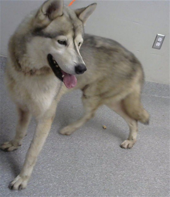 LOBO Image